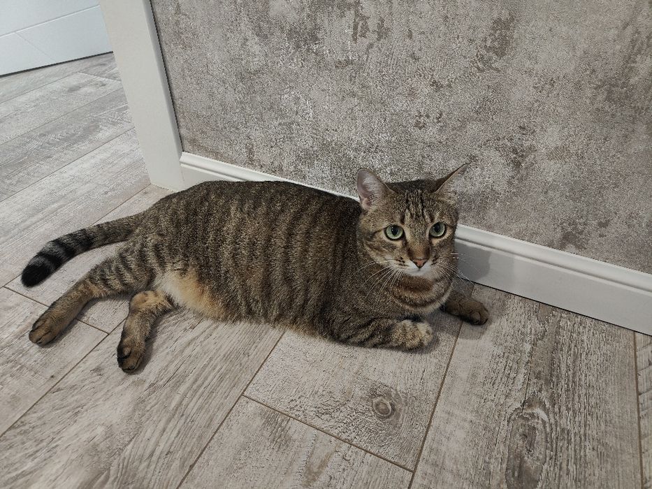 Кошка 6 лет бесплатно