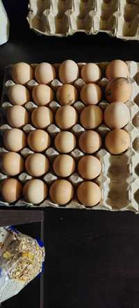 Oua Găină cocanchina uriașe