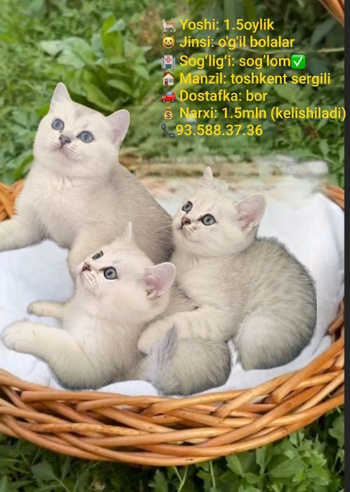 Mushukchalar sotuvda 1.5 oylik