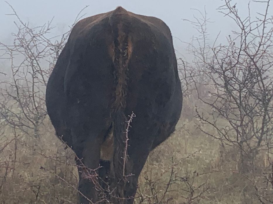 Vaci gestante de vânzare