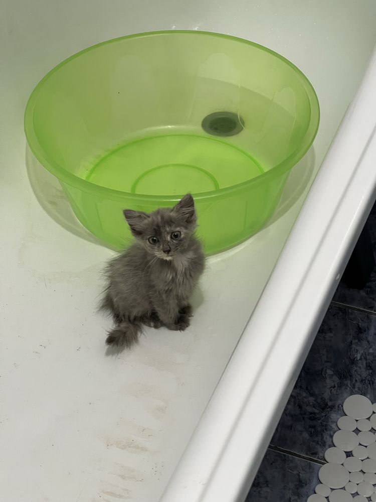 Котенок (девочка, 1 месяц) ищет добрые руки