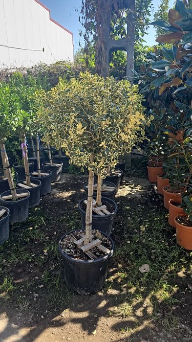 Amenajari spații verzi cu diferit speci de plante ornamentale
