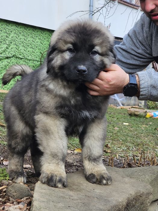 Pui Ciobanesc Caucazian