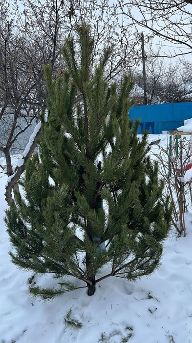 Живая елка с доставкой