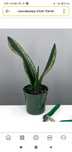 Sanseviyeriya Silver flame