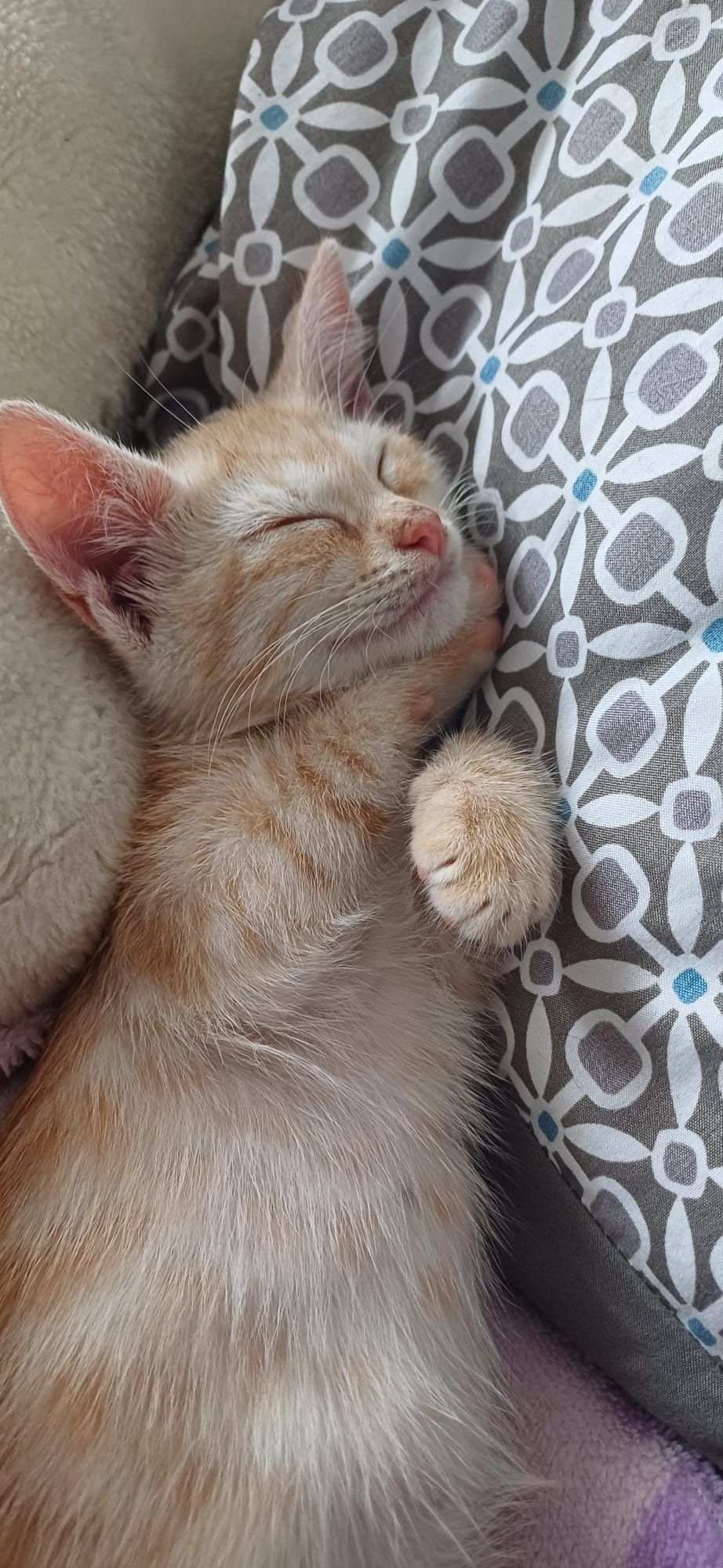 Un pisoi adorabil își caută o familie!