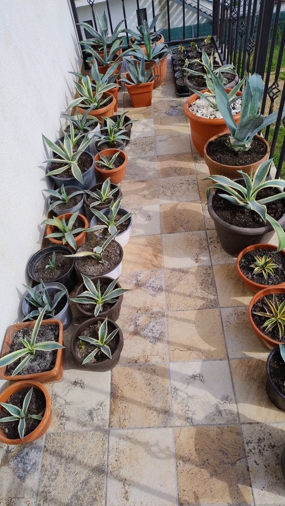 De vânzare agave, americane și albastre.