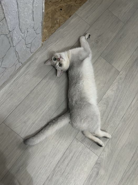 На вязку кот британец