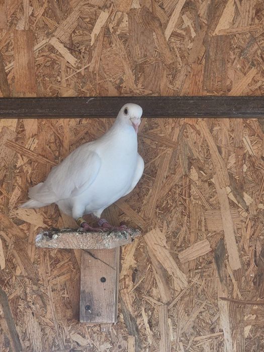 Porumbei voiajori albi