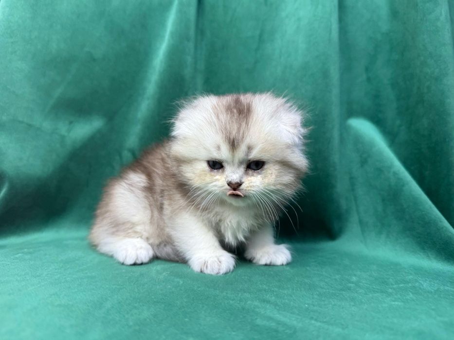 Scottish Fold Longhair