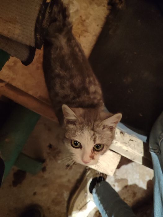 Отдам котенка в добрые руки