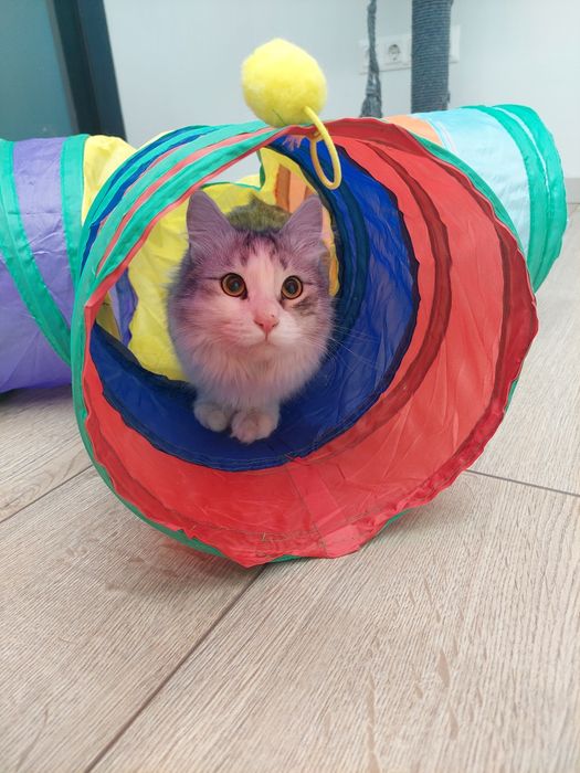 Котенок мальчик Ташкент кастрированный