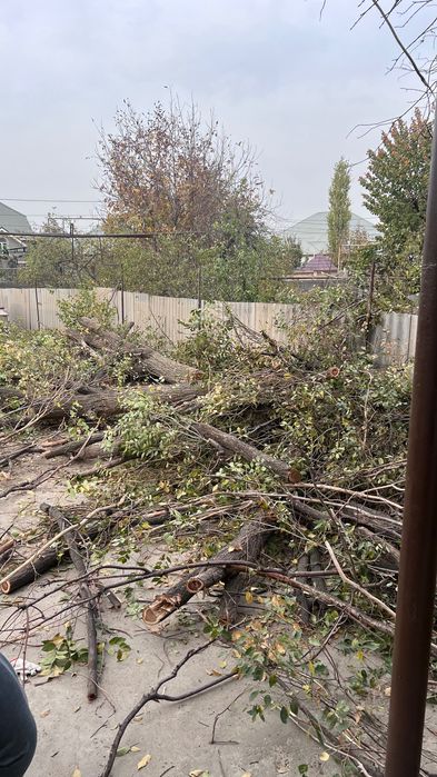 Дрова отдам  БЕСПЛАТНО