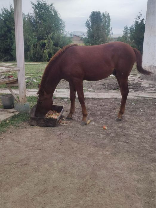 Ot sotiladi Ayg'ir Bir yarim yosh boyi 150balan