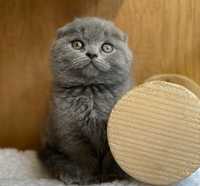 Scottish Fold Blue