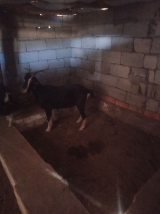 Ешки сат.ды 25 мыннанш