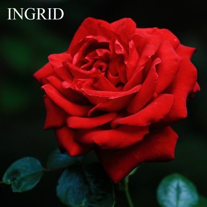 Trandafiri pomisori, diverse culori. 140 cm. Se livreaza in toata tara