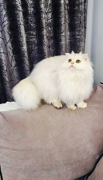 Scottish straight longhair pedigree exemplar superb, bijuterie