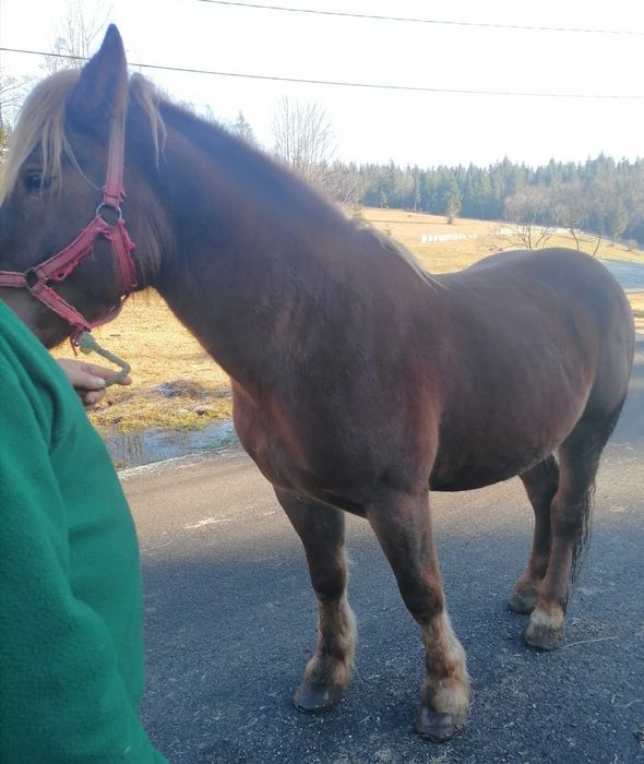 Vând mânz de 2 ani jumate