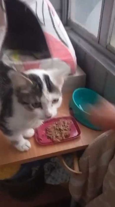 Найден котенок, мальчик. В хорошие руки.
