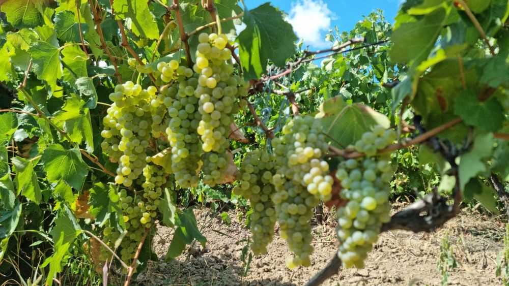 Vand Struguri pt vin