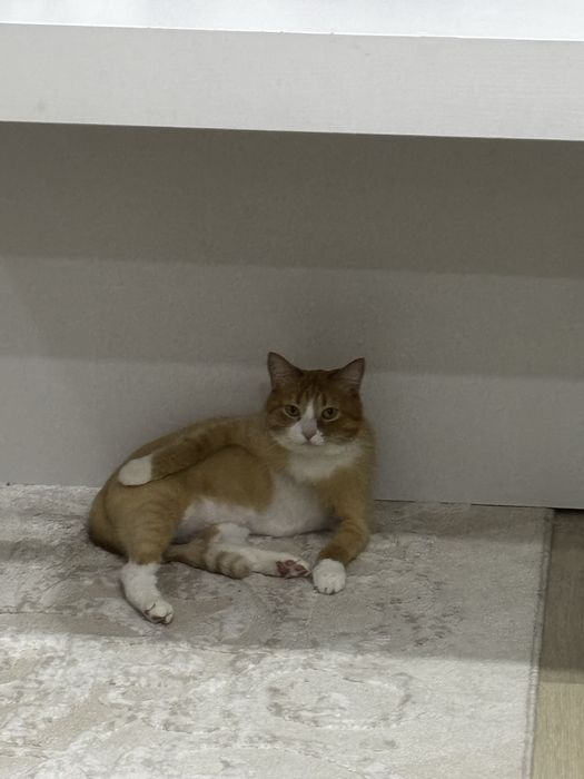 Отдам хорошего Кота