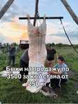 Говядина мясо молодняк оптом