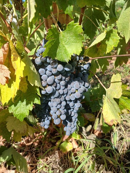 Vând struguri Merlot pentru vin