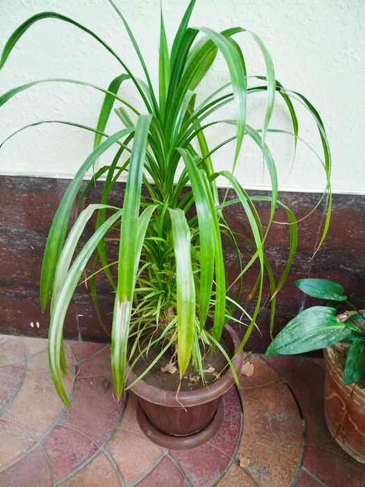 Продаются цветы на горшке