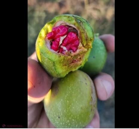 Nuc Deosebit Rubin cu miez Rosu