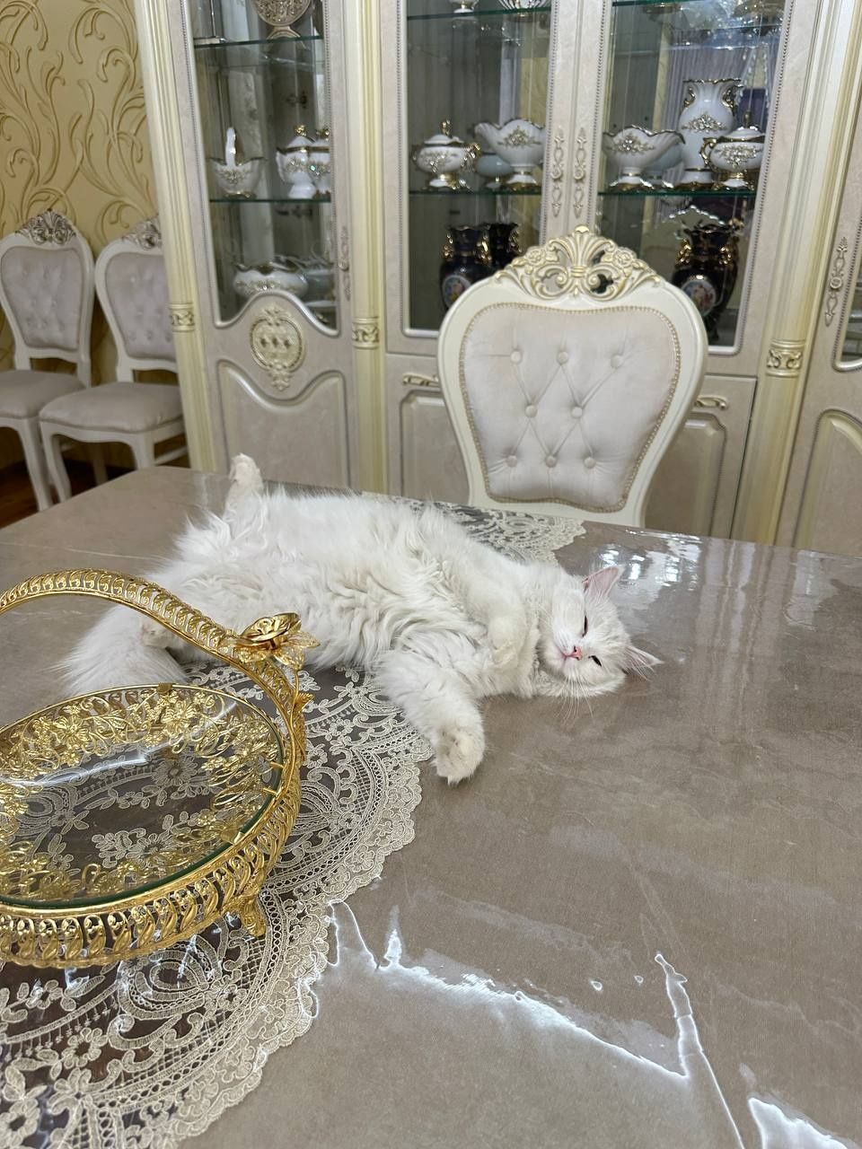 Кошка, турецкая ангора
