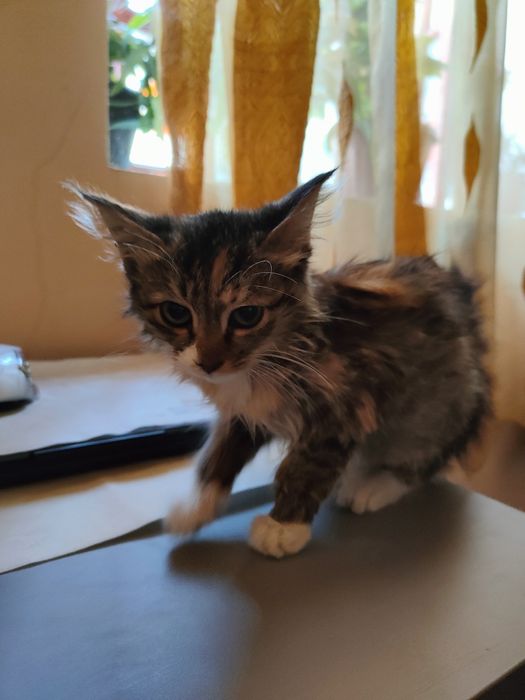 Отдадим котенка в хорошие руки