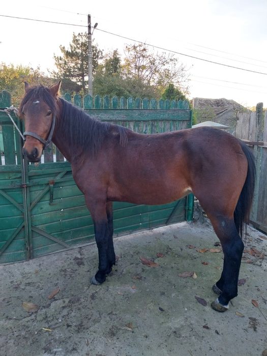 Vând noaten de 2 ani jumate!