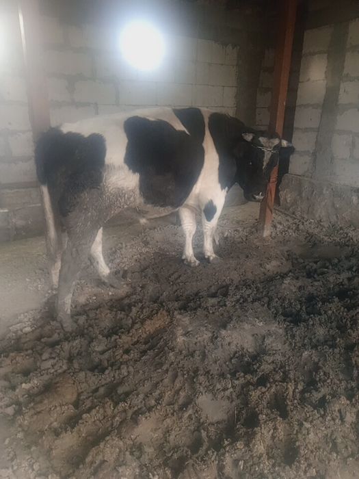 100 % соглом, бокилган суйишга тайёр