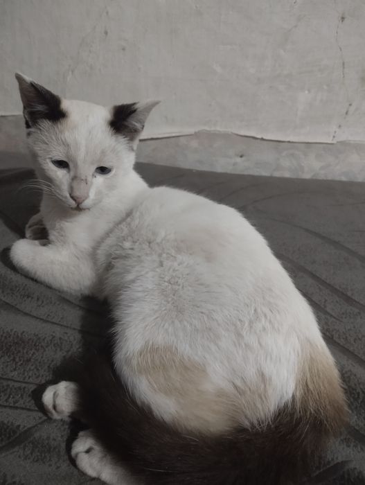 Отдам в хорошие руки котёнка