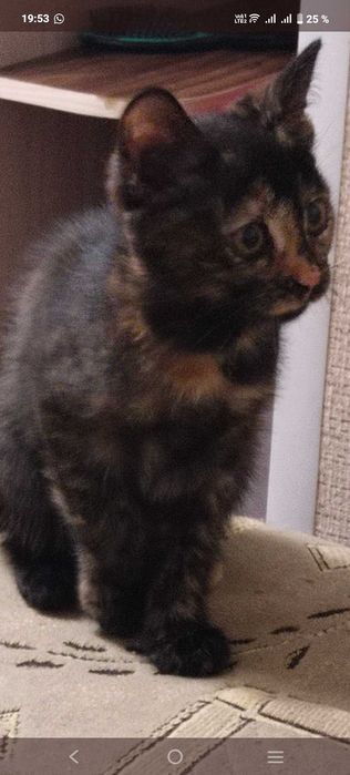 В добрые руки кошечка Чернушка