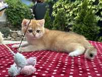 British shorthair chinchilla gold, baietel superb!! FELISA AUTORIZATA