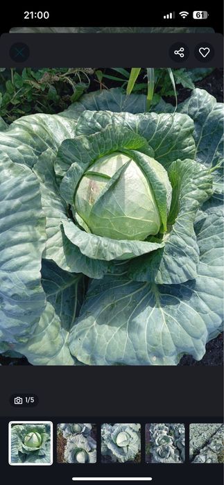 Vand varza Comuna Peretu