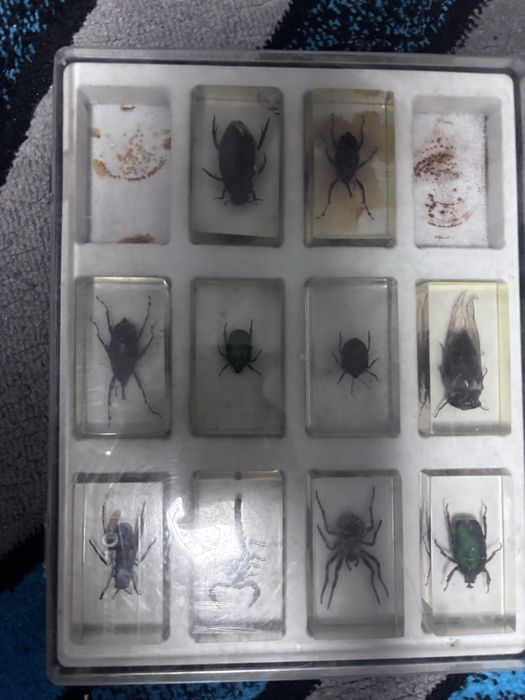 Vand gandaci in sticla