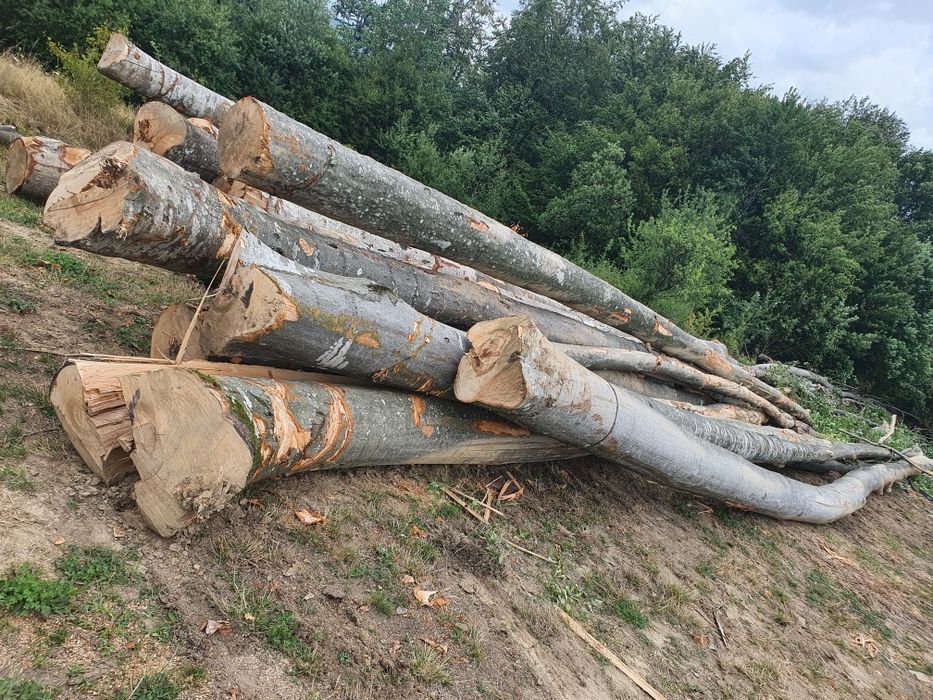 Lemn de foc fag si gorun