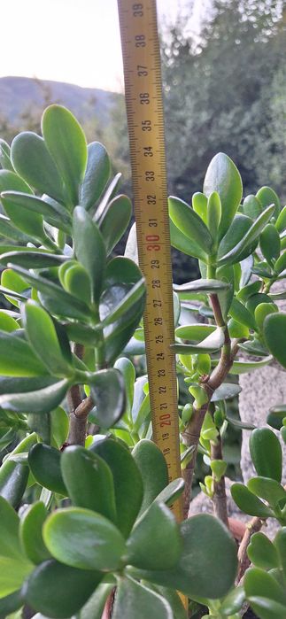 Дърво на живота/ Crassula ovata