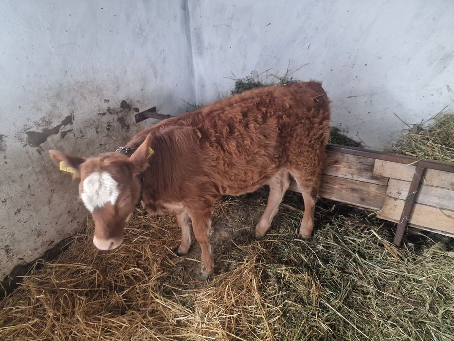 Vitea metis limusine