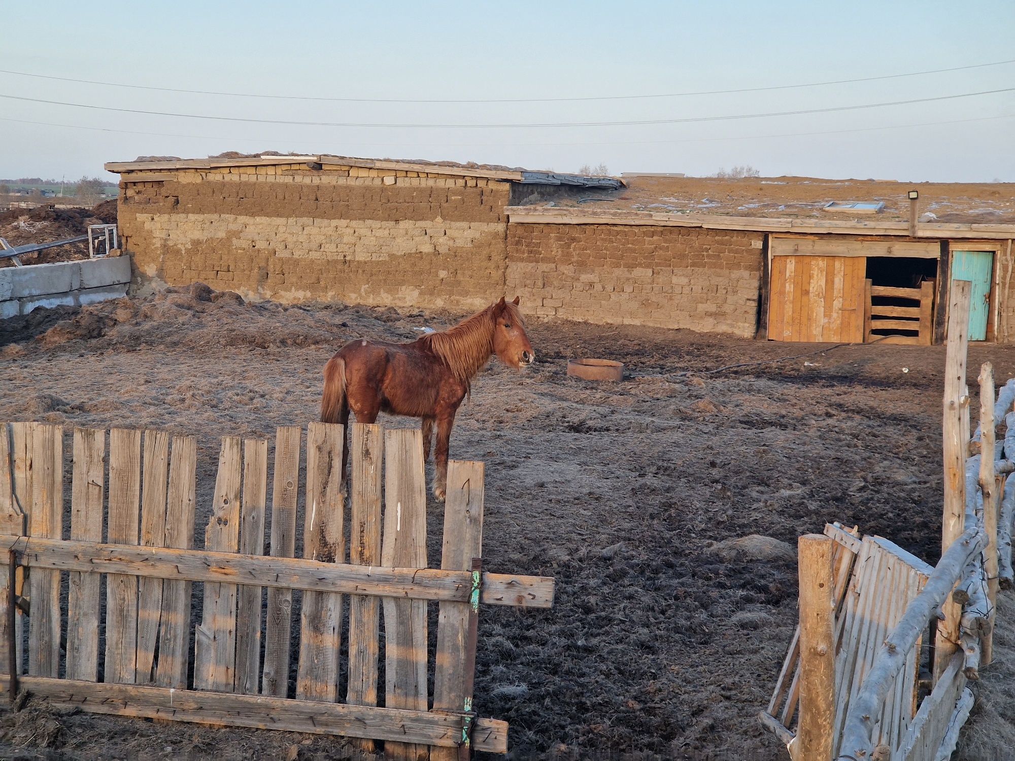 Продается . 5 жасар . Айғырлыққа шыққан . 450000