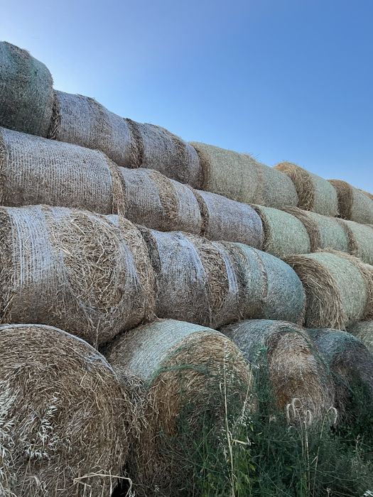 Baloti resturi vegetale de mazare furajera