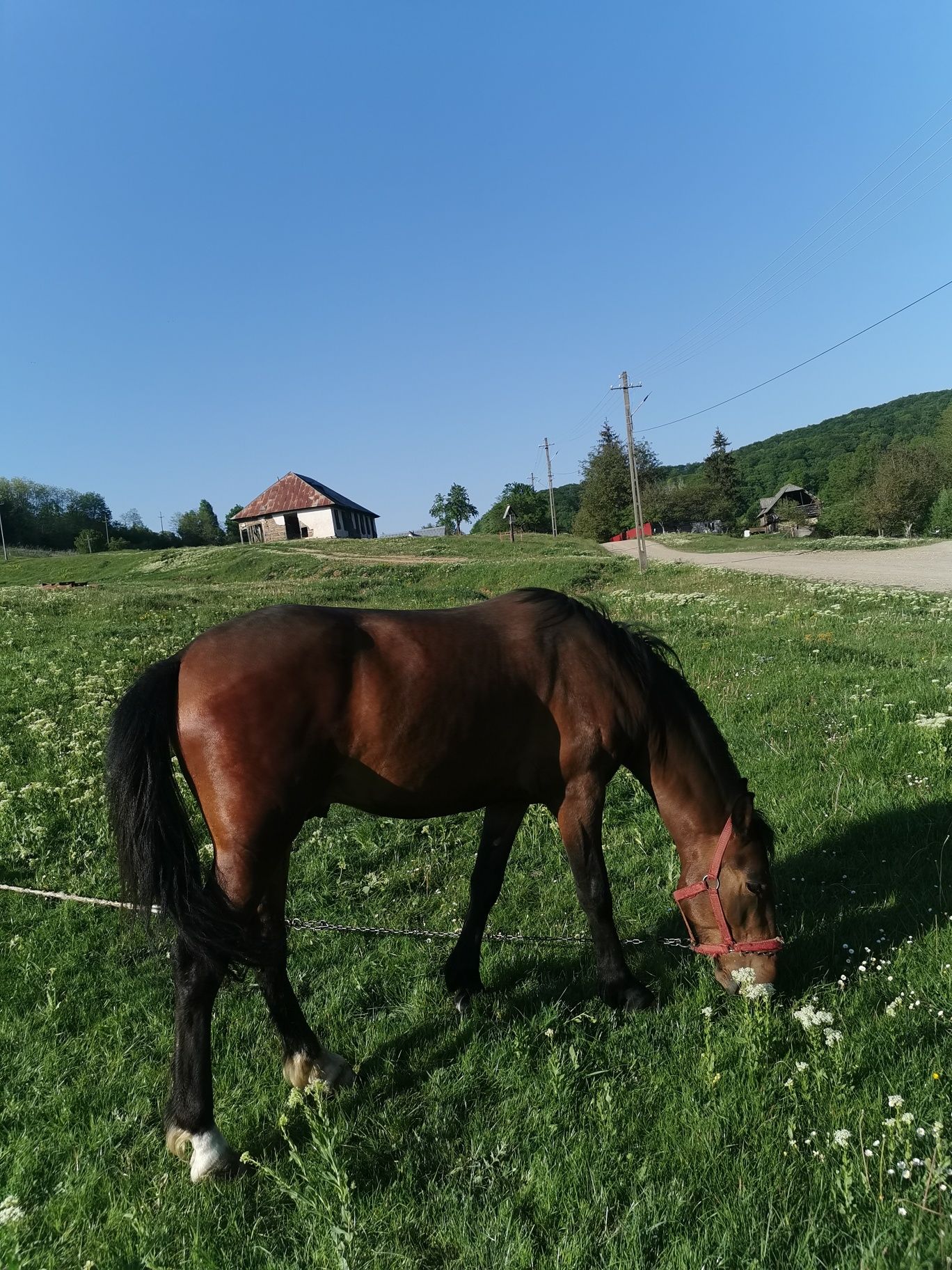 Mânz in vârstă de 3 ani