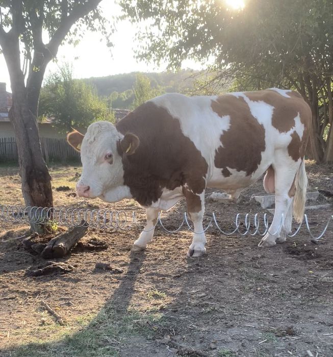 vand taur baltata romaneasca