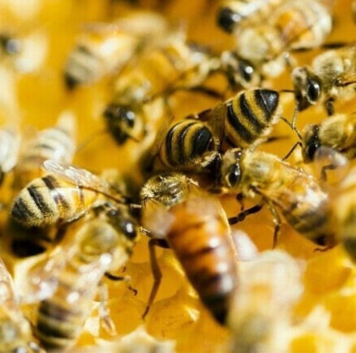 Пчелопакеты 2026 от сильных семей