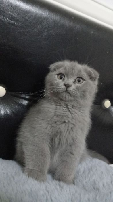 Продаётся котятя от правильный вязки