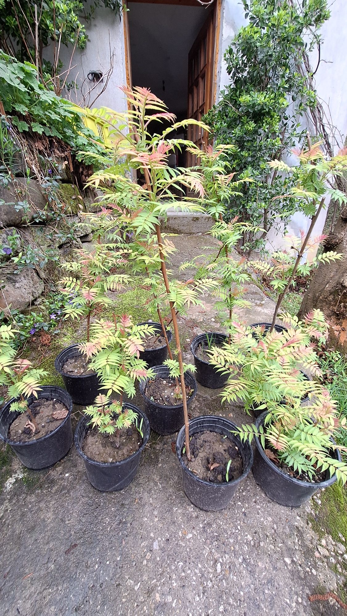 Продавам декоративен храст Сорбария (Sorbaria)