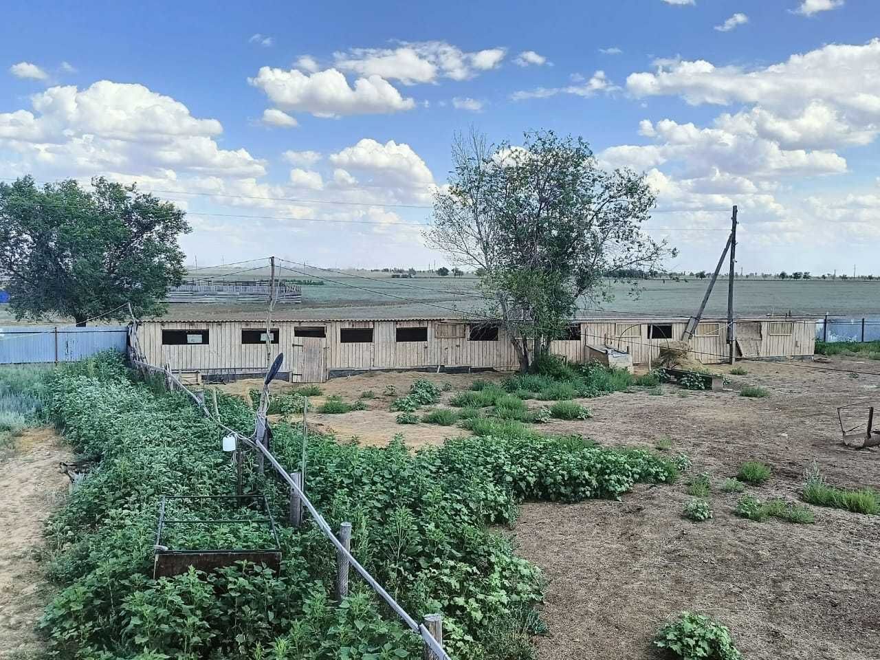 Продам крестьянское хозяйство в ЗКО